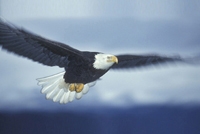 Service_Excellence_Eagel